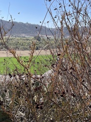 Eriogonum fasciculatum