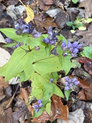 Gentianella quinquefolia