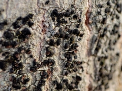 Lecidella elaeochroma