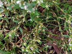Polygonum