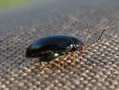 Psylliodes chrysocephala