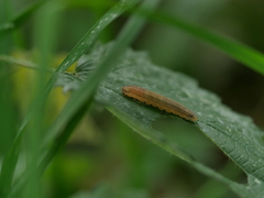 Tenthredopsis