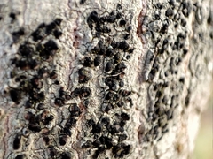 Lecidella elaeochroma