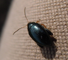 Psylliodes chrysocephala