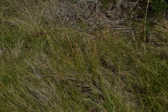 Fimbristylis castanea