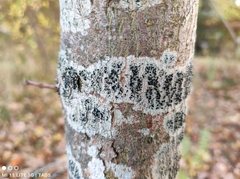 Lecidella elaeochroma