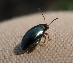 Psylliodes chrysocephala