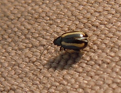 Phyllotreta