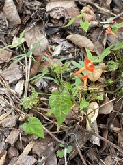 Ipomoea hederifolia