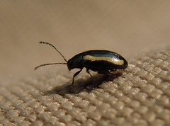Phyllotreta