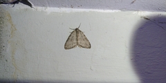 Lepidoptera