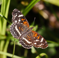Anthanassa texana seminole