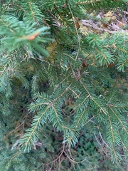 Picea glauca