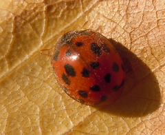 Subcoccinella vigintiquatuorpunctata