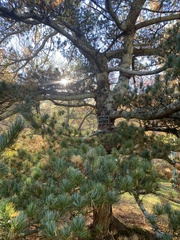 Pinus parviflora