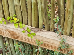 Trachylepis capensis