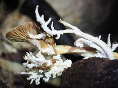 Cordyceps