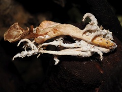 Cordyceps