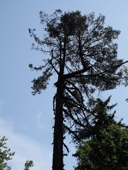 Abies alba