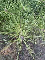 Pinus thunbergii