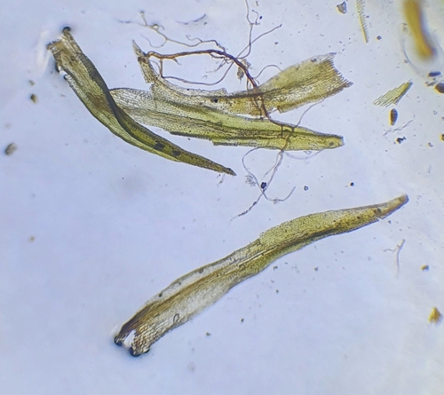 Image of Geheebia tophacea by no rights reserved