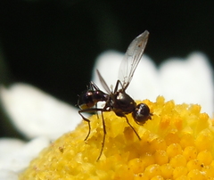 Sepsidae