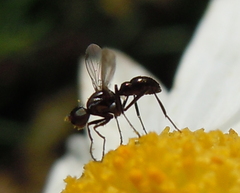 Sepsidae