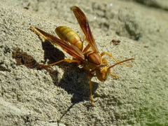 Polistes flavus