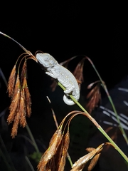 Bradypodion atromontanum