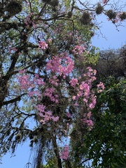 Handroanthus heptaphyllus
