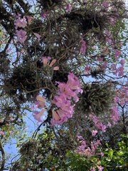 Handroanthus heptaphyllus
