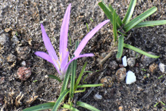 Colchicum montanum
