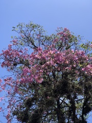 Handroanthus heptaphyllus