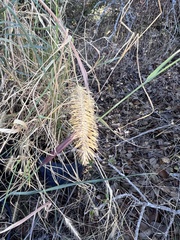 Setaria scheelei