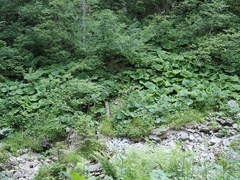 Adenostyles alliariae