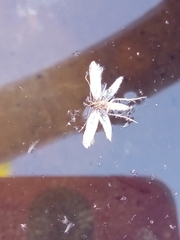 Tineinae