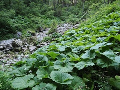 Adenostyles alliariae