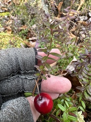 Vaccinium macrocarpon