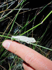 Bradypodion atromontanum