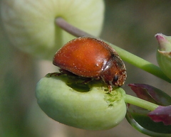 Subcoccinella vigintiquatuorpunctata