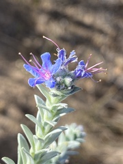 Lobostemon echioides