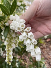 Pieris