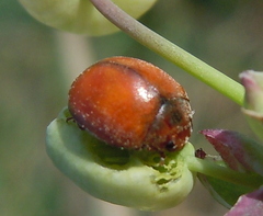 Subcoccinella vigintiquatuorpunctata