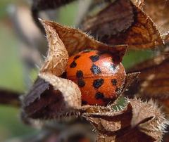 Subcoccinella vigintiquatuorpunctata