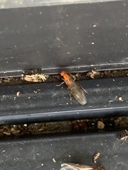 Camponotus decipiens