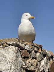 Larus michahellis