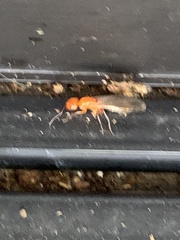 Camponotus decipiens