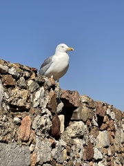 Larus michahellis