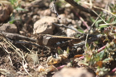 Arphia pseudonietana