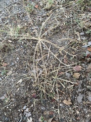 Chloris verticillata
